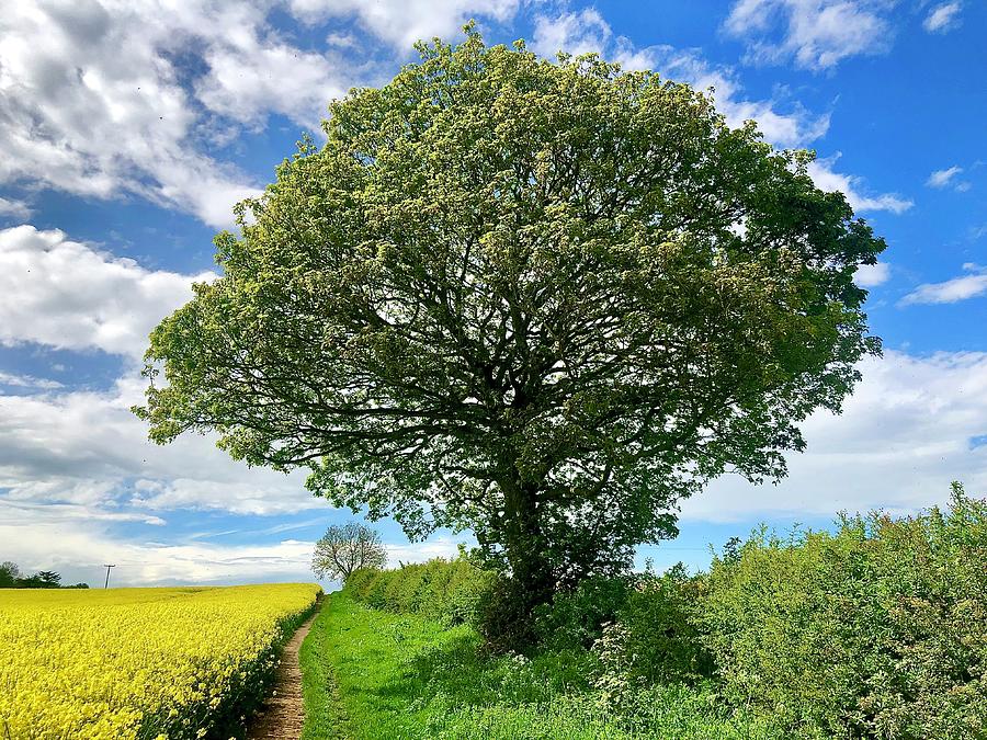 The Season Tree #2 Photograph by Gordon James