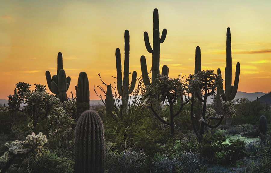 The Serene Sonoran #2 Photograph by Saija Lehtonen