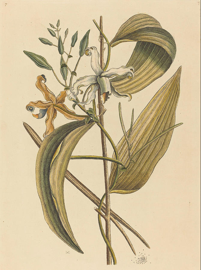 The Vanelloe, Epidendrum Vanilla #3 Drawing by Mark Catesby