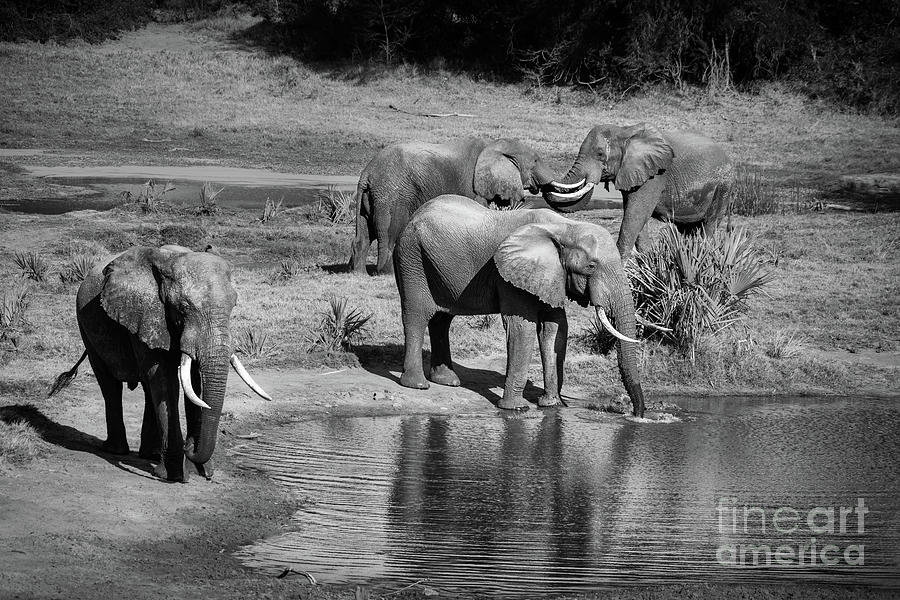 The Water Hole Photograph