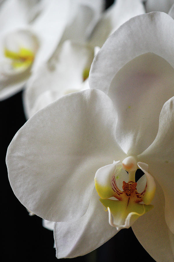 The White Orchid #2 Photograph by Nick Mares