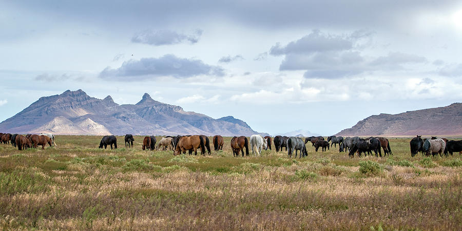 The Wild Horses  of the Onaqui Mountains, Utah Photograph by Jeanette Mahoney