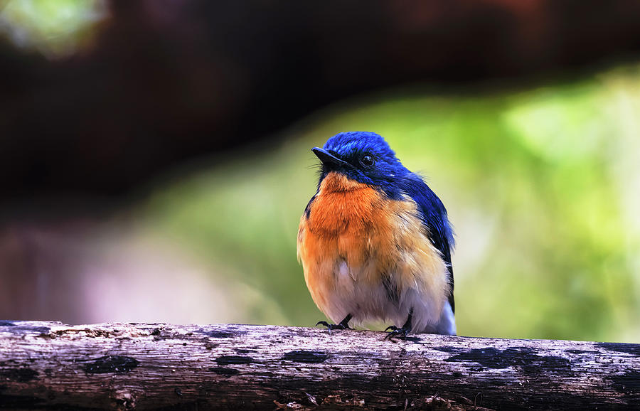Tickells blue flycatcher #2 Photograph by Vishwanath Bhat