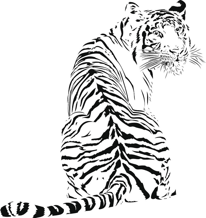 Tiger illustration in black lines #2 Drawing by Imv
