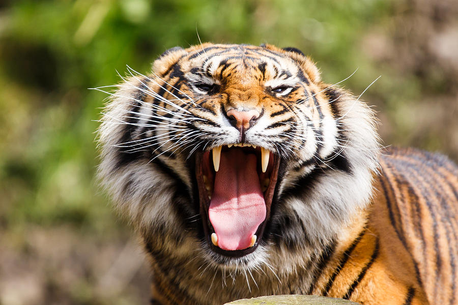 Tiger portrait #2 Photograph by AlexTurton