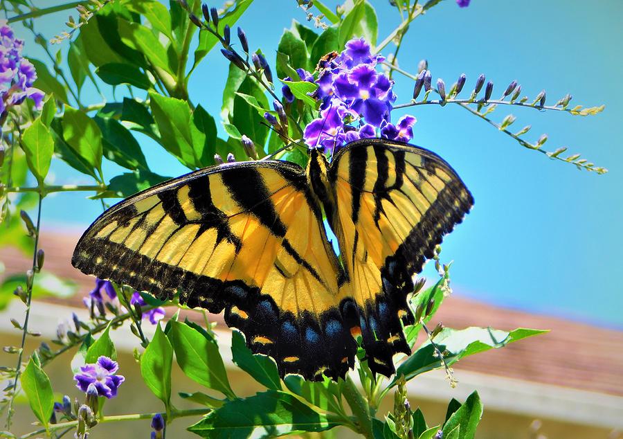 Tiger Swallowtail #1 Photograph by Gena Herro