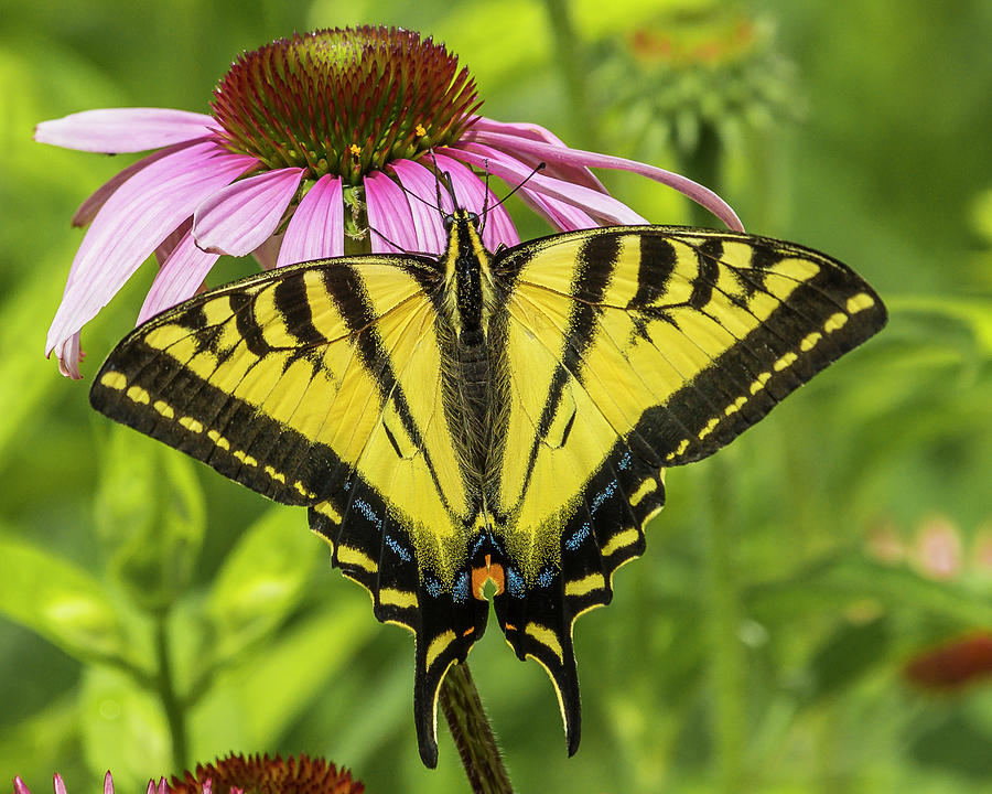Tiger Swallowtail #2 Photograph by Mark Mille
