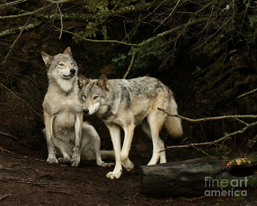 2 Timber Wolves Photograph