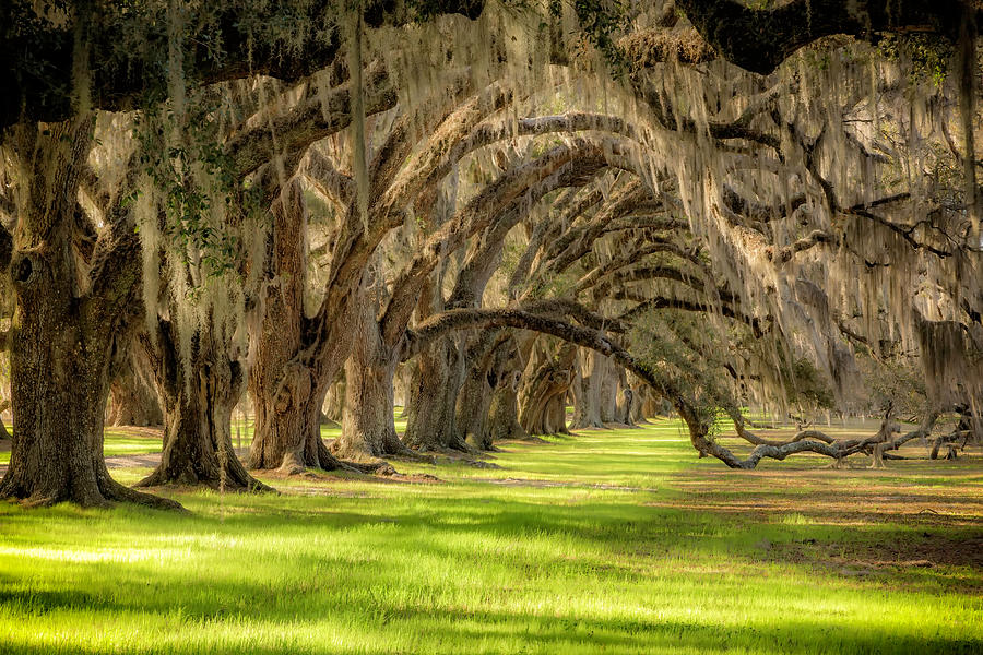 Tomotley Plantation, South Carolina Photograph by Jim Brown - Fine Art ...
