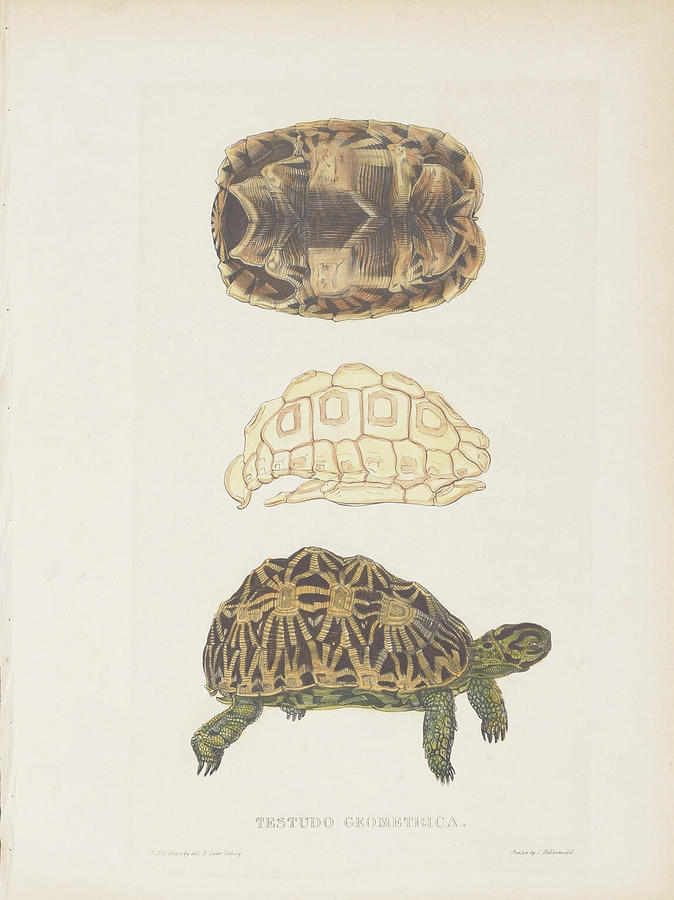 Tortoise -1872 #2 Digital Art by Kim Kent