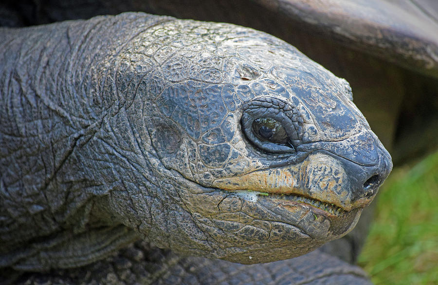 Tortoise #2 Photograph by Larah McElroy