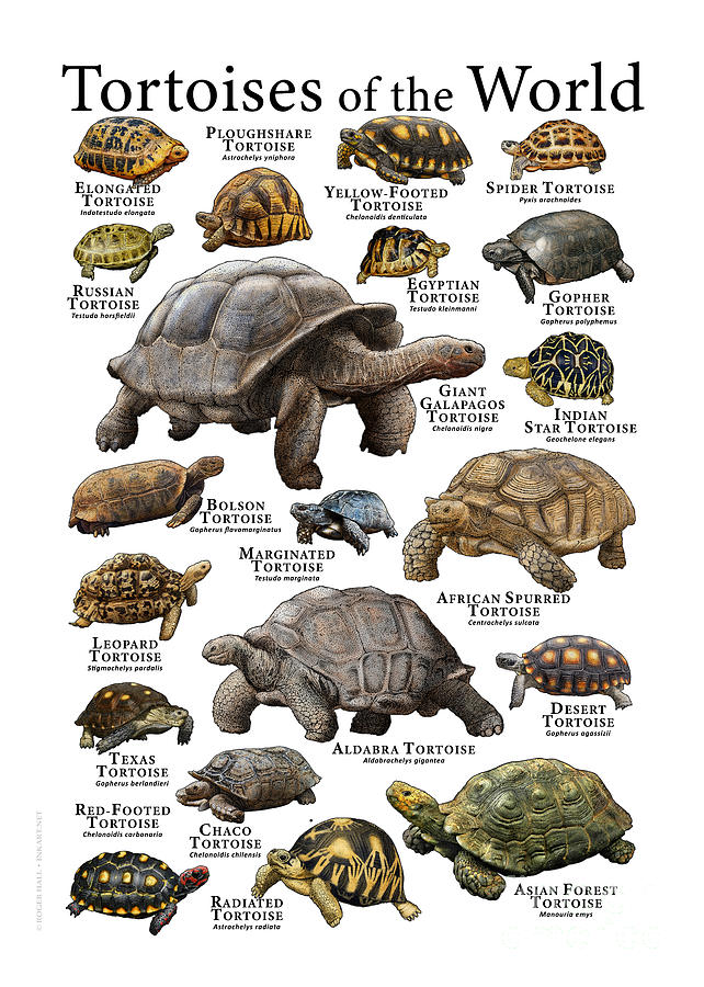 Tortoises of the World #2 Photograph by Roger Hall - Fine Art America