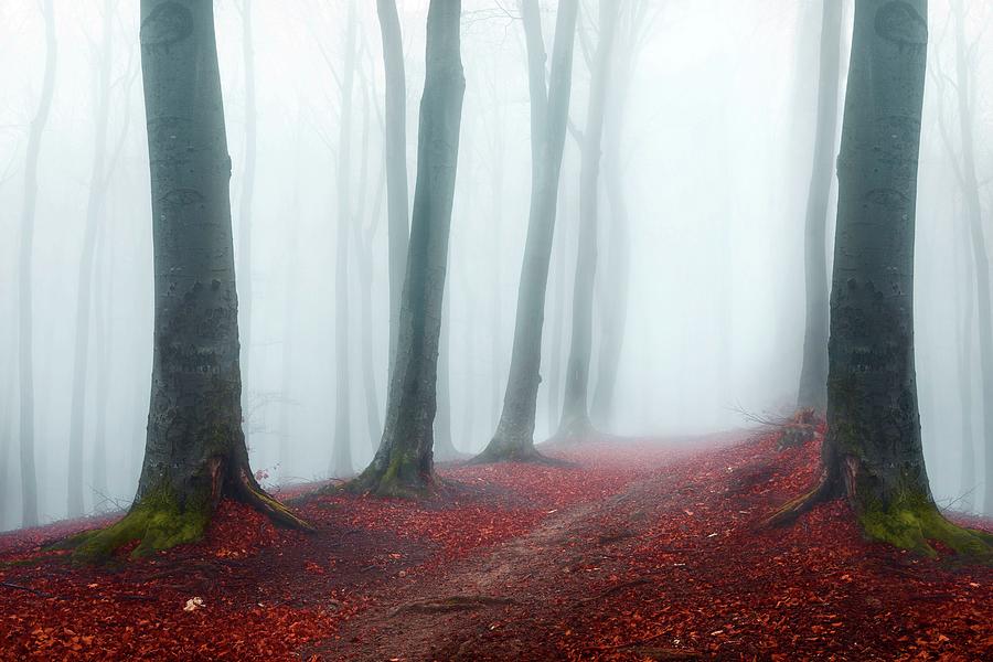 Trail in foggy forest #2 Photograph by Toma Bonciu