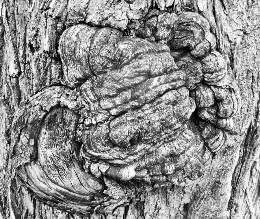 Tree Bark #2 Photograph by Stephanie Moore
