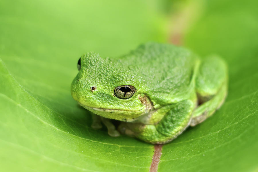 Tree Frog #2 Photograph by Brook Burling