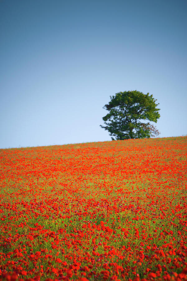 Tree in a Poppy Field #2 Photograph by Alan Copson