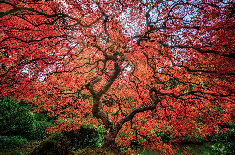 Tree of Life #2 Photograph by David Soldano