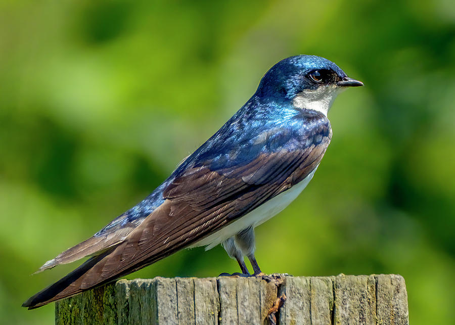 Tree Swallow #2 Photograph by Bill Ray