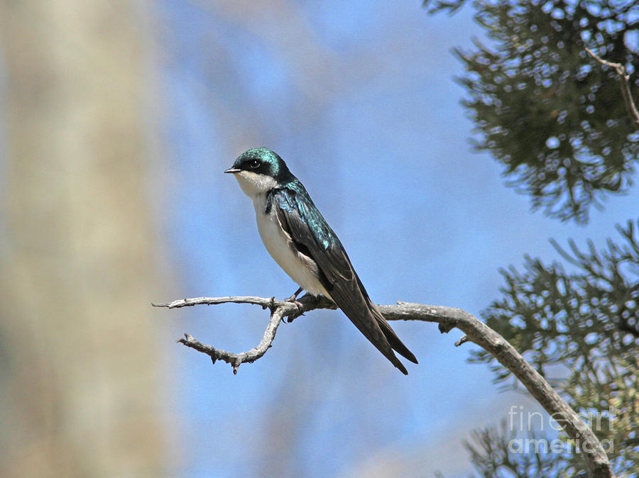 Tree Swallow #2 Photograph by Gary Wing