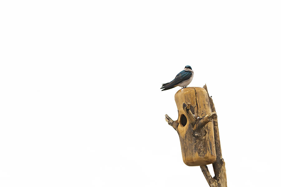 Tree Swallow  #2 Photograph by Julieta Belmont
