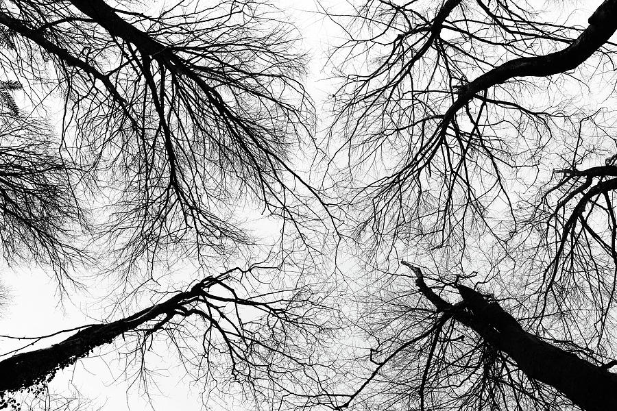 Trees Photograph