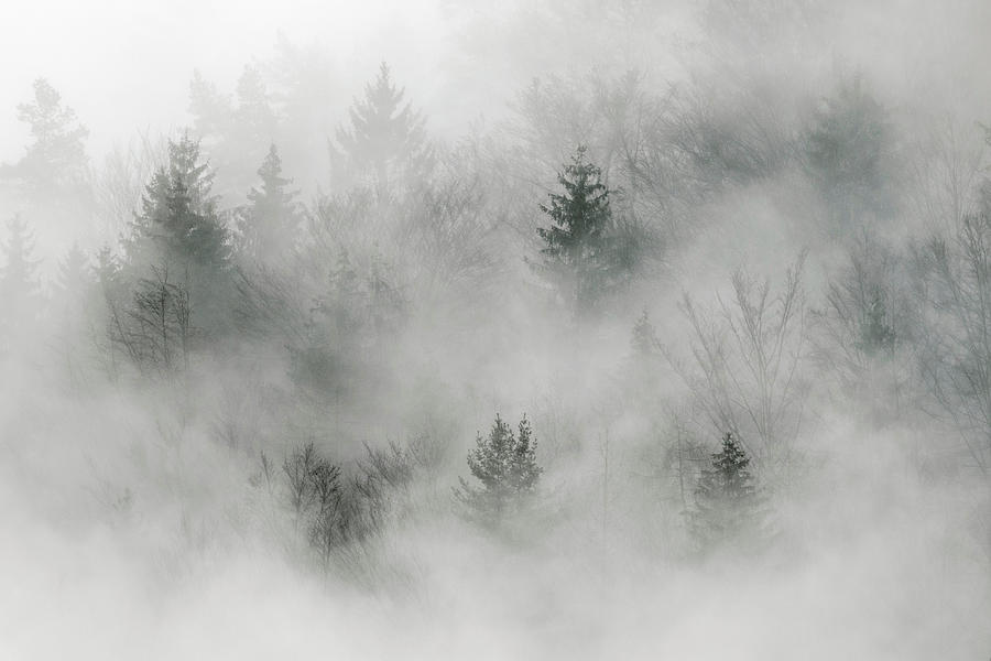 Trees in morning fog #2 Photograph by Joana Kruse