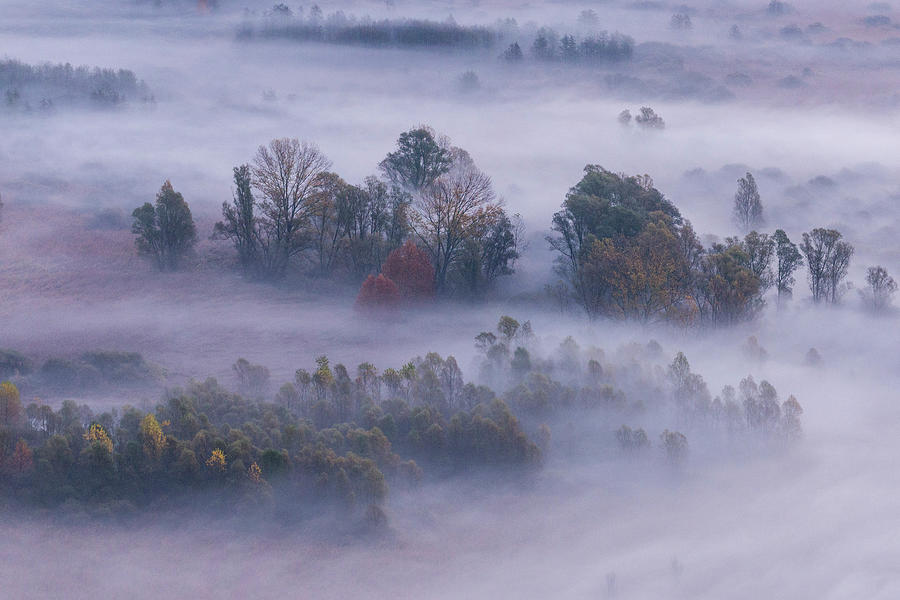 Trees in the mist #2 Photograph by Pietro Ebner