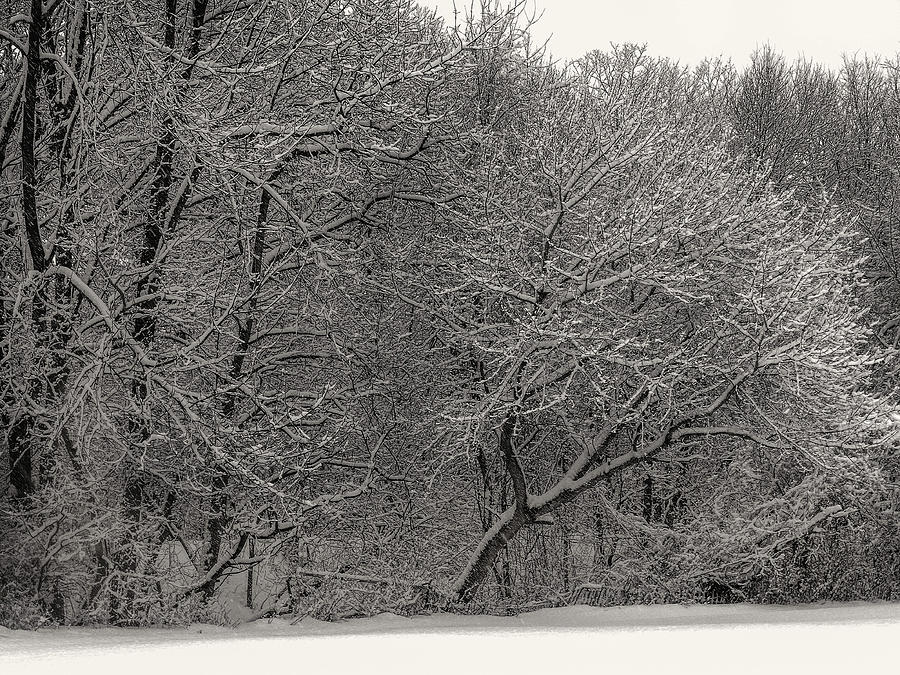 Trees in Winters Snow #2 Photograph by Alan Goldberg