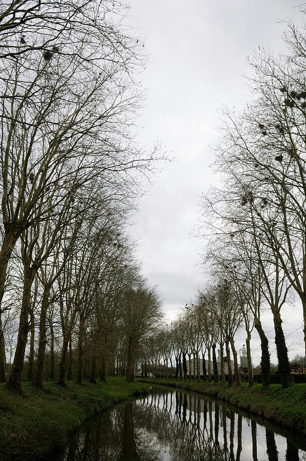 Trees with bird nests along the Nivernais Canal, Burgundy, France #2 Photograph by Kevin Oke