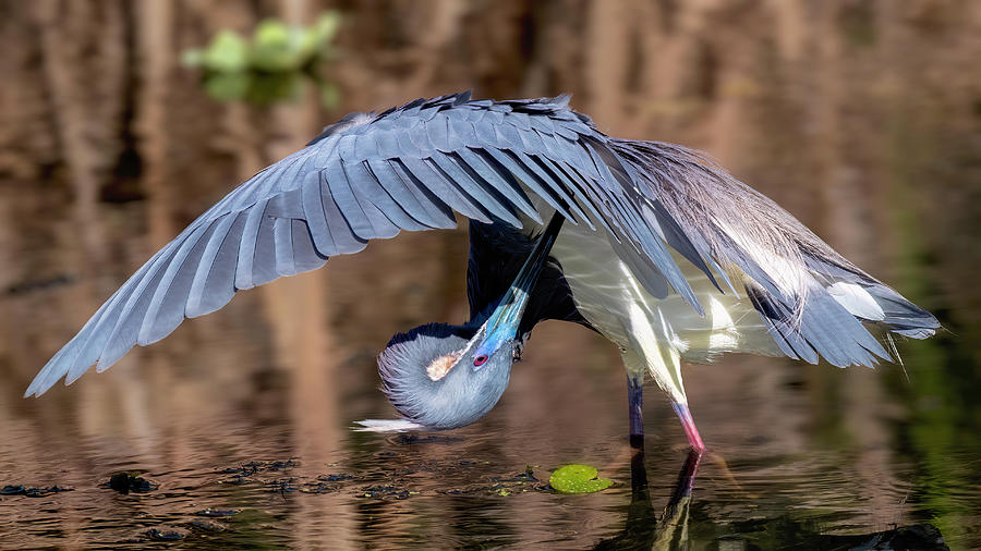 Tricolored Heron #2 Photograph by Bill Dodsworth