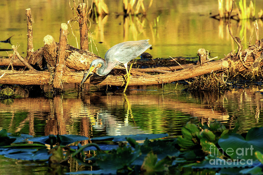 TriColored Heron Venice Florida #2 Photograph by Ben Graham