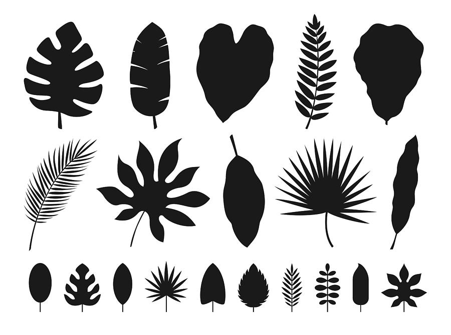 Tropical Leaves Set. Vector Illustration #2 Drawing by PeterPencil