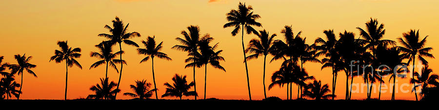Tropical Palm Trees Silhouette Sunset or Sunrise #2 Photograph by Lane Erickson