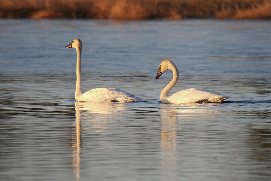 Trumpeter Swans #2 Photograph by Brook Burling