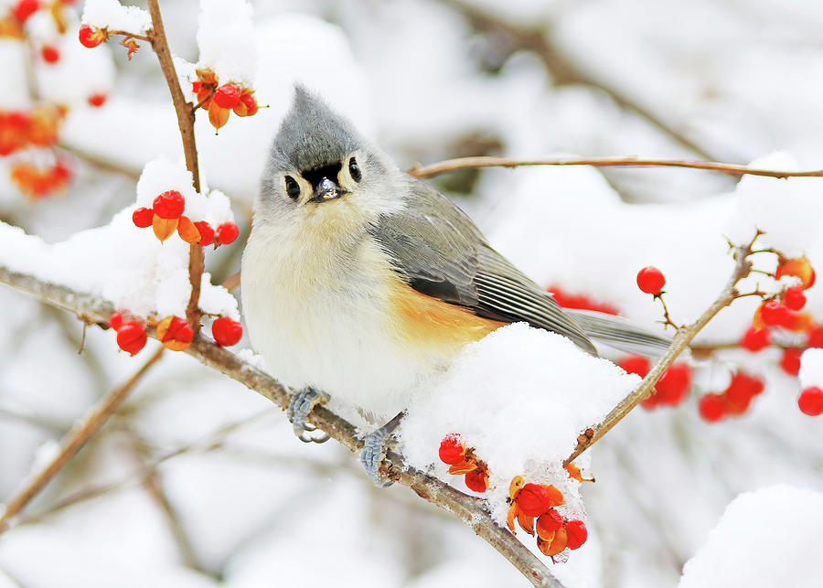 Tufted Titmouse #2 Photograph by Shixing Wen