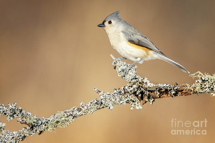 Bird Photograph - Tufted Titmouse #2 by Todd Bielby