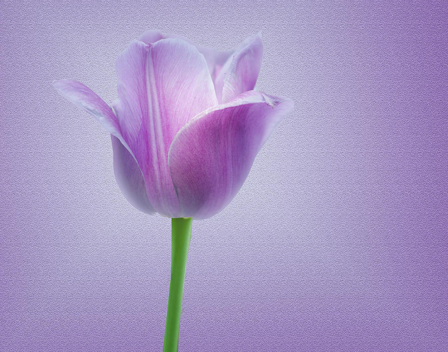 Tulip #2 Photograph by Eleanor Bortnick