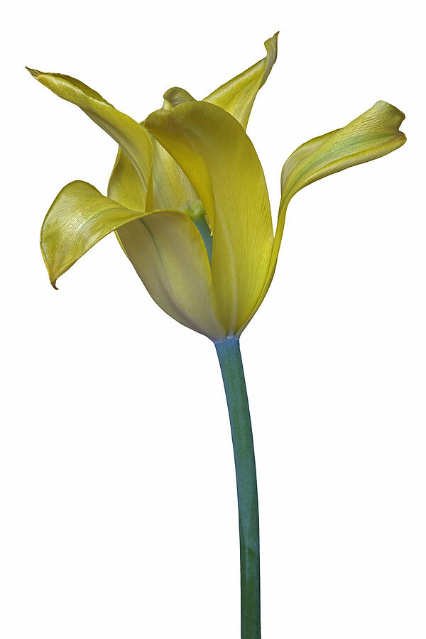 Tulip flower #2 Photograph by Nickkurzenko