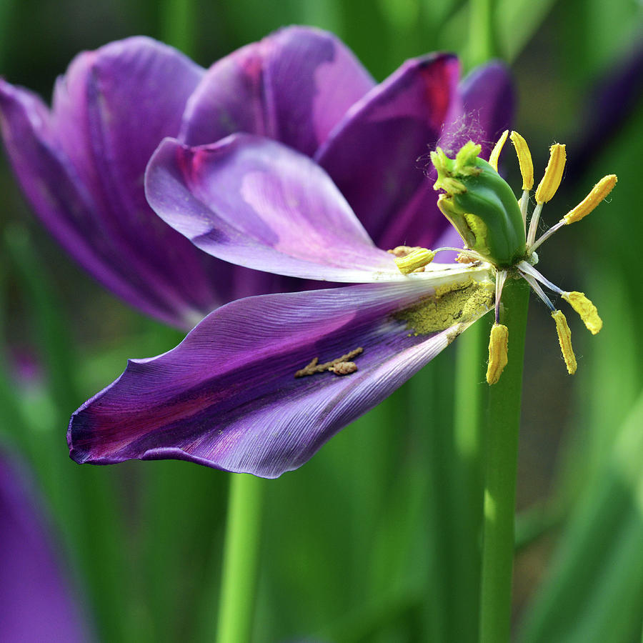 Tulip #2 Photograph by Yue Wang