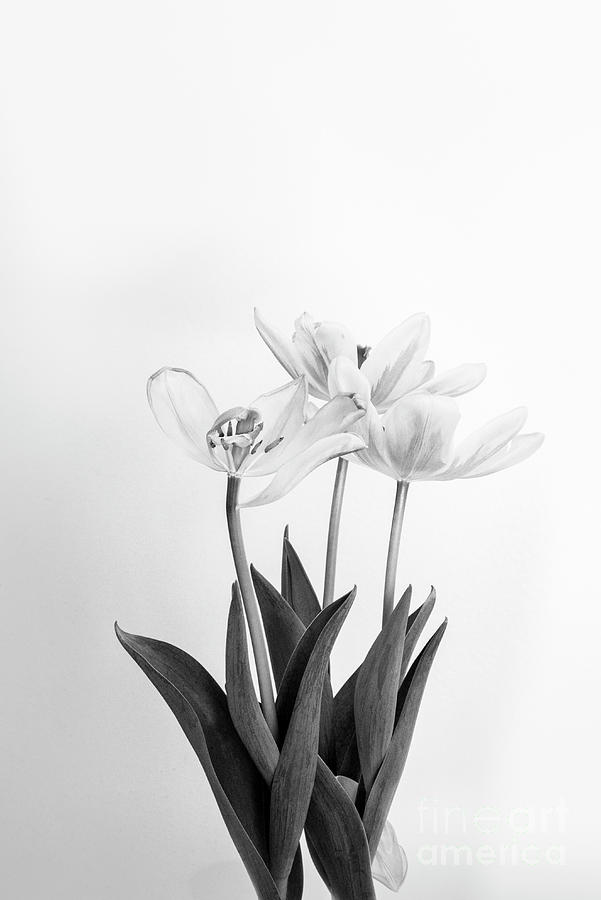 Tulips #2 Photograph by Alana Ranney