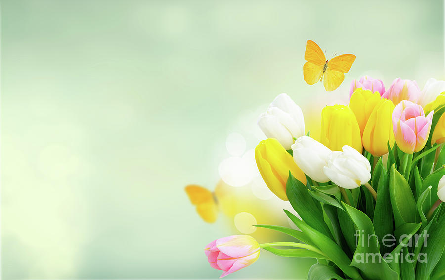 Tulips and Butterflies Photograph by Anastasy Yarmolovich