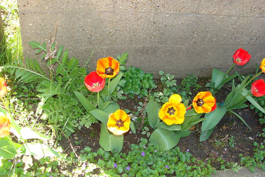 Tulips #2 Photograph by Anthony Seeker
