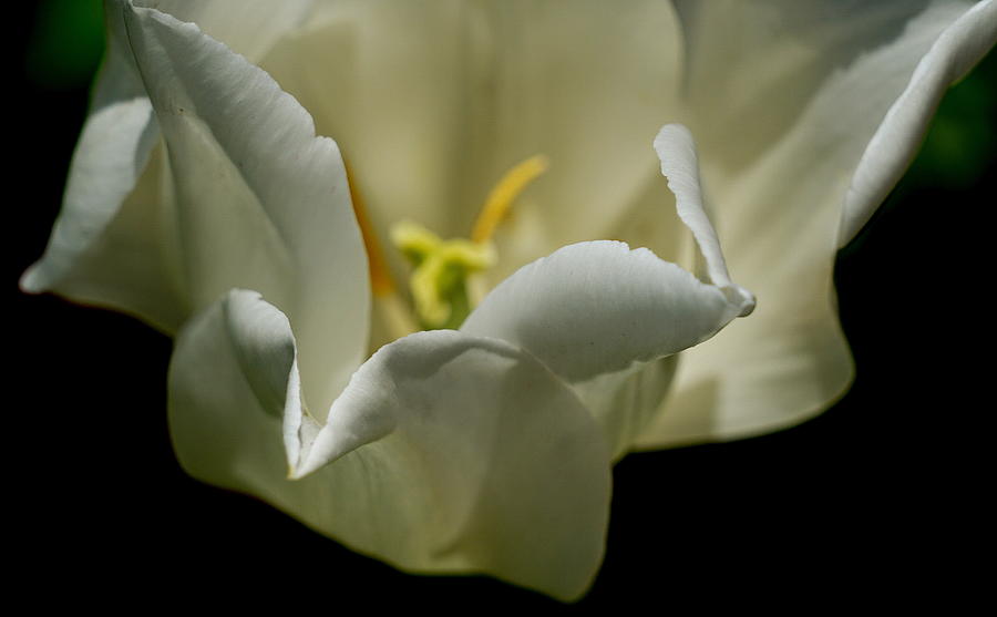 Tulips  #2 Photograph by Caryn La Greca