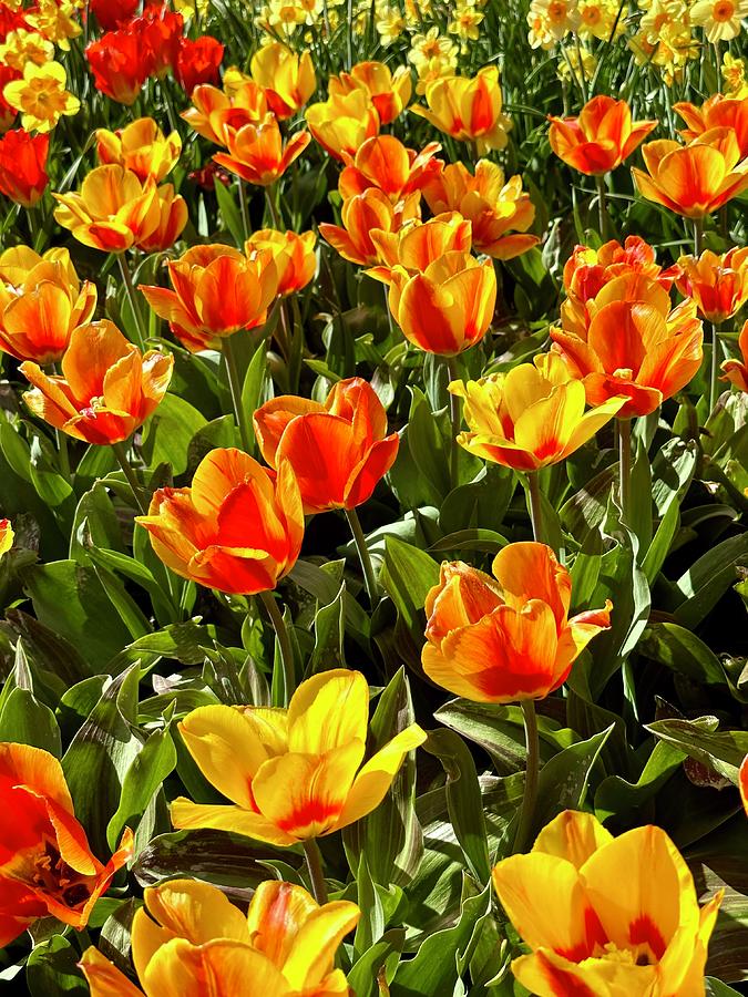 Tulips #2 Digital Art by Don Wright