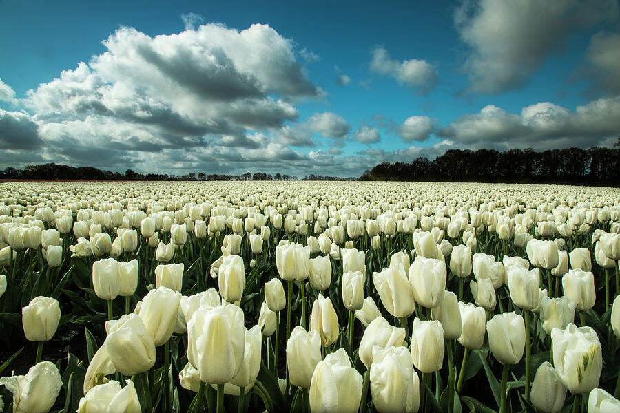 Tulips in the Netherlands Photograph by Gert Hilbink - Fine Art America