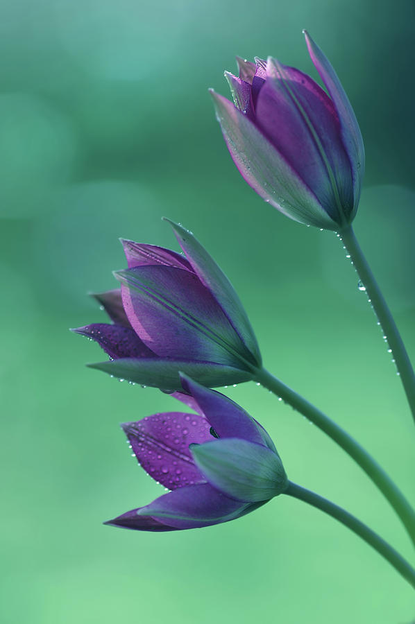 Tulips Little Beauty Photograph