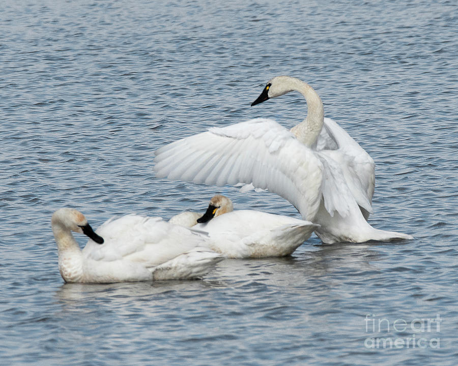 Tundra Swans  #2 Photograph by Dennis Hammer
