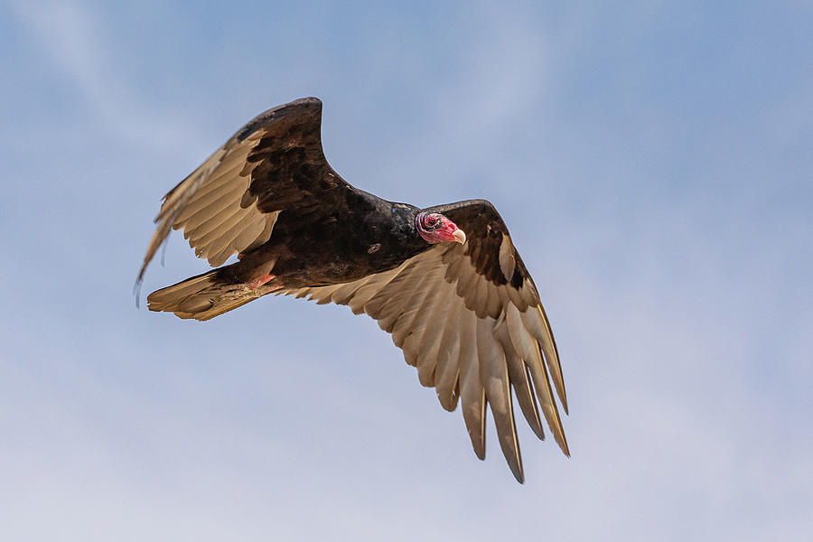 Turkey Vulture Flyby Photograph