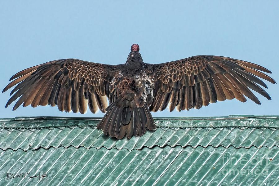 Turkey Vulture in Horaltic Stance #1 Photograph by J McCombie