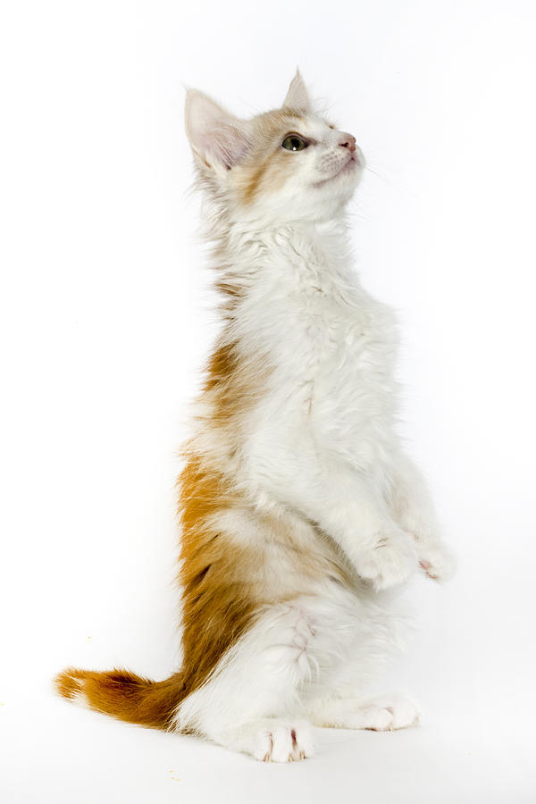 Turkish angora #2 Photograph by Agency Animal Picture